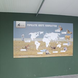 Info Big Cat Populations
