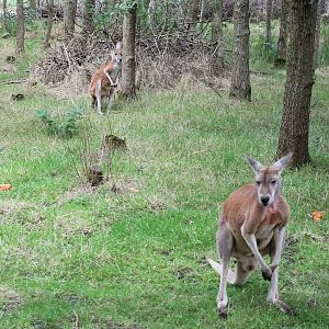 Red kangaroos
