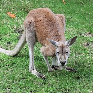 Red kangaroo