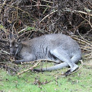 Red-necked wallaby