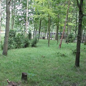 Enclosure Golden-necked cassowary