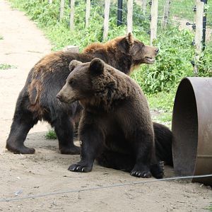 Brown bears