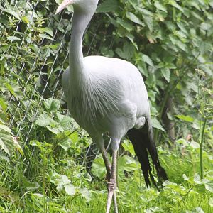 Blue crane