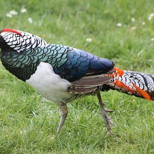 Lady Amherst pheasant