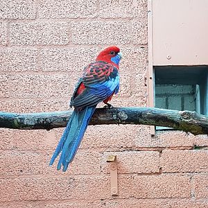 Crimson rosella