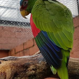 White-fronted amazon