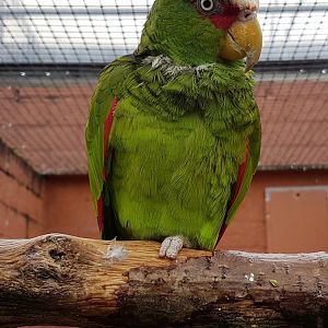 White-fronted amazon