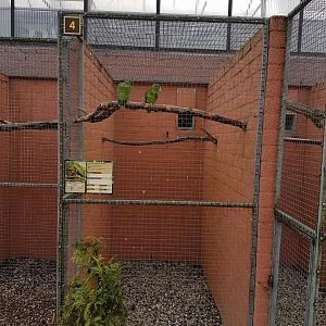 Aviary White-fronted amazon