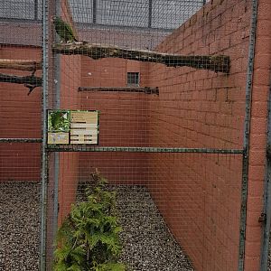 Aviary Tucuman amazon