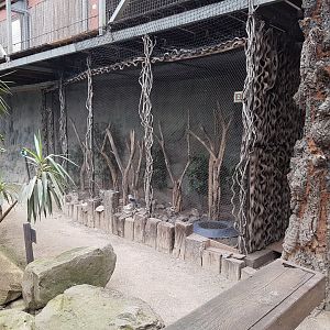 Aviary Black-shouldered kite