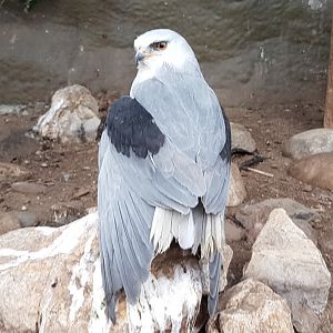 Black-shouldered kite