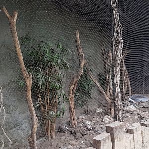 Enclosure Black-shouldered kite