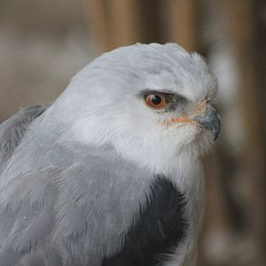 Black-shouldered kite