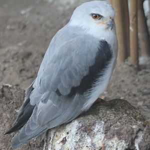 Black-shouldered kite