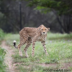 Cheetah (in off exhibit area)