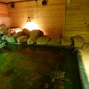Spectacled Caiman and Slider Enclosure