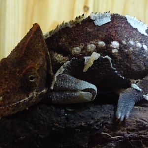 Oustalet's Chameleon