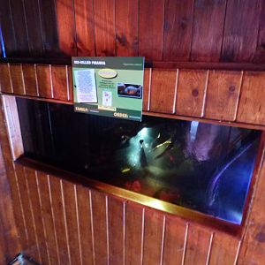 Red-Bellied Pirranah Exhibit (Former Spectacled Caiman)