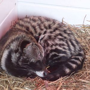 African Civet