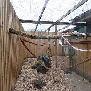 Female Binturong Enclosure