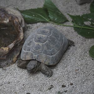 Spanish Spur-Thighed Tortoise