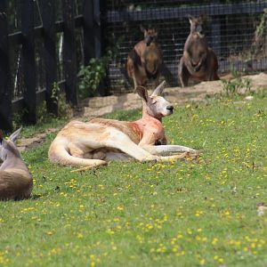 Red Kangaroos and Eastern Wallaroos
