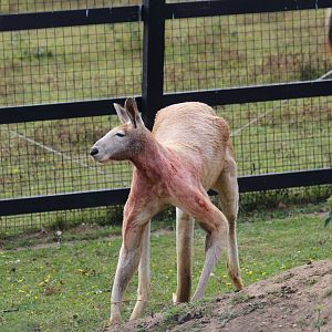 Red Kangaroo