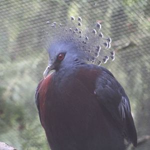 Victoria Crowned-Pigeon