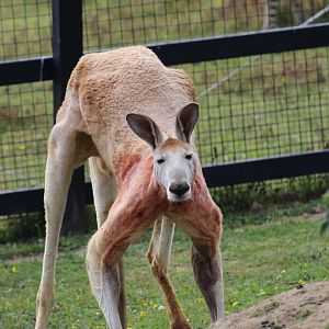 Red Kangaroo