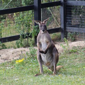 Eastern Wallaroo