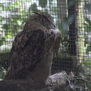 Turkestan Eagle-Owl