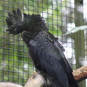 Red-Tailed Black Cockatoo