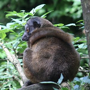 White-Collared Lemur