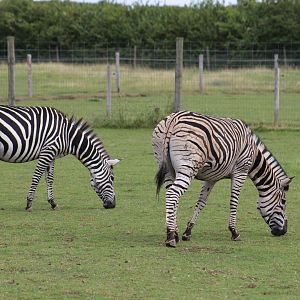 Grant's Zebra and Burchell's Zebra