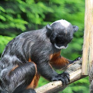 White-Lipped Tamarin
