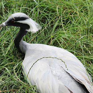 Demoiselle Crane