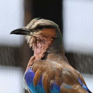 Lilac-Breasted Roller
