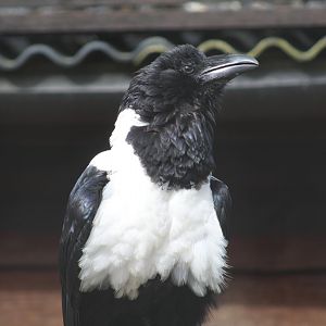 African Pied Crow
