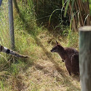 Serval and Parma Wallaby
