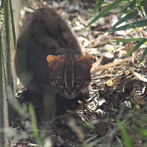 Sri Lankan Rusty-Spotted Cat