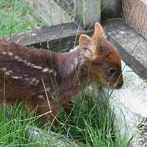 Southern Pudú Fawn