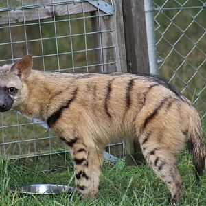 Eastern Aardwolf