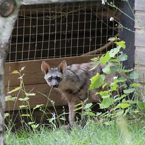 Southern Aardwolf