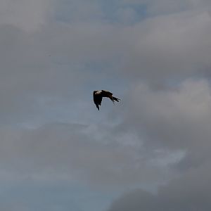 Wild Red Kite