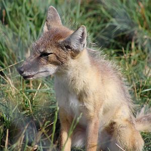 Corsac Fox