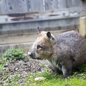 Wombat