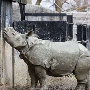 Young Indian Rhino