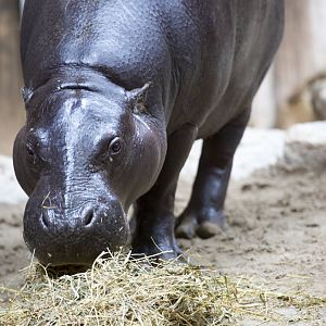 Pygmy Hippo