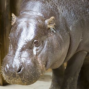 Pygmy Hippo