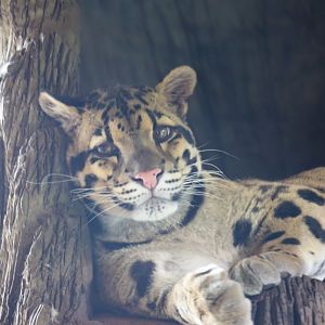 Clouded Leopard